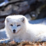 JRS直播吧NBA赛事高清免费在线观看 gic72u683